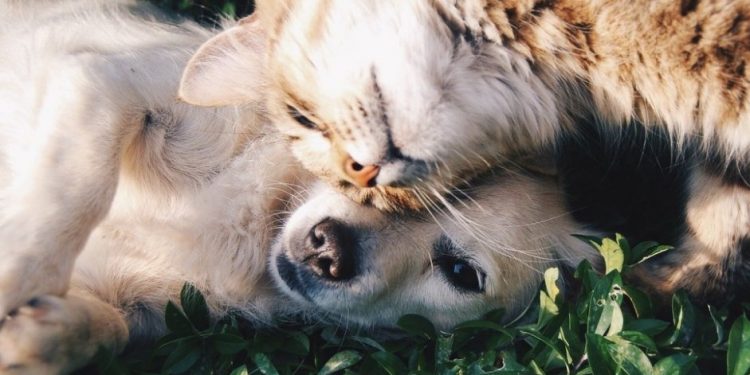 Alldaynews.gr Τσιόδρας: Όλη η αλήθεια-Μπορούμε να κολλήσουμε κορονοϊό από τα κατοικίδια;