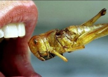 Εν μέσω πανδημίας ετοιμαστείτε να φάτε έντομα και σκουλήκια-Τελειώνουν τα τρόφιμα;