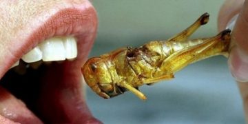 Εν μέσω πανδημίας ετοιμαστείτε να φάτε έντομα και σκουλήκια-Τελειώνουν τα τρόφιμα;