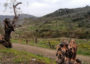 Μόρια: Μετανάστες Εξαφανίζουν 100αδες αιωνόβια ελαιόδεντρα και γίνονται… καύσιμη ύλη[Ντοκουμέντα]