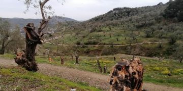 Μόρια: Μετανάστες Εξαφανίζουν 100αδες αιωνόβια ελαιόδεντρα και γίνονται… καύσιμη ύλη[Ντοκουμέντα]