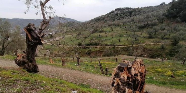 Μόρια: Μετανάστες Εξαφανίζουν 100αδες αιωνόβια ελαιόδεντρα και γίνονται… καύσιμη ύλη[Ντοκουμέντα]