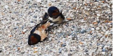 Τί σκοτώνει τα χελιδόνια στην Ελλάδα εν μέσω πανδημίας