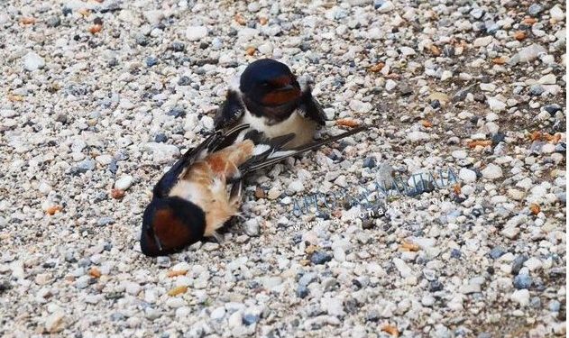 Τί σκοτώνει τα χελιδόνια στην Ελλάδα εν μέσω πανδημίας