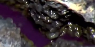 Ζουν μέσα στην θάλασσα – Μυστήρια πλάσματα που προκαλούν «ανατριχίλα»[video]