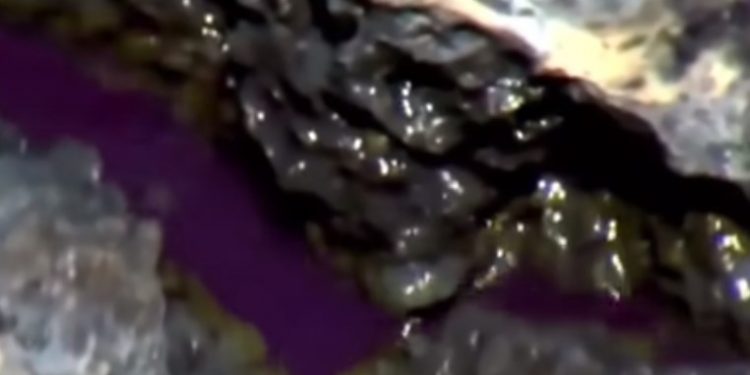 Ζουν μέσα στην θάλασσα – Μυστήρια πλάσματα που προκαλούν «ανατριχίλα»[video]