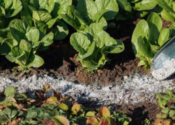 Βαριόταν στην καραντίνα και έγινε πλούσια απο τον κήπο της