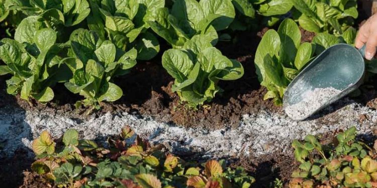 Alldaynews.gr Βαριόταν στην καραντίνα και έγινε πλούσια απο τον κήπο της