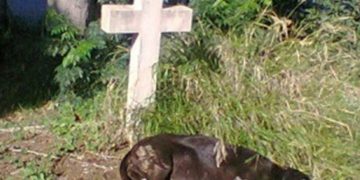 Νίκαια: Σκύλος κάθεται στον τάφο του αφεντικού του εδώ και ημέρες![photo]