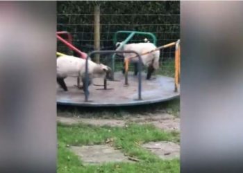 Ο Shaun the sheep ζει: Πρόβατα κάνουν γύρω – γύρω όλοι (Video)