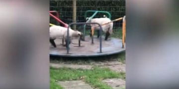 Alldaynews.gr Ο Shaun the sheep ζει: Πρόβατα κάνουν γύρω – γύρω όλοι (Video)