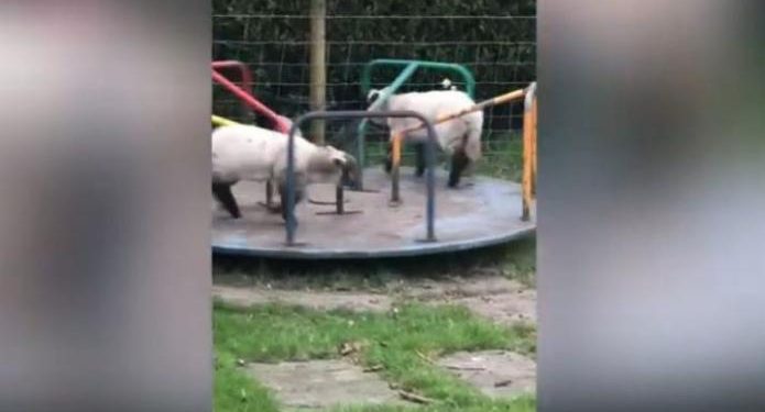 Alldaynews.gr Ο Shaun the sheep ζει: Πρόβατα κάνουν γύρω – γύρω όλοι (Video)