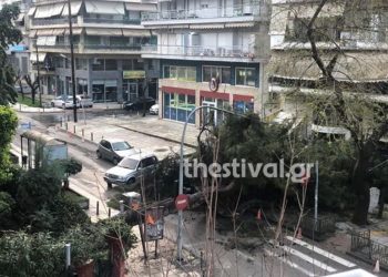 Πτώση δέντρου στην Καλαμαριά – Ξερίζωσε καλώδια της ΔΕΗ (pics)