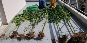 Alldaynews.gr Λάρισα: Ασύλληπτο. Ανήλικος καλλιεργούσε χασίς μέσα στην πόλη!