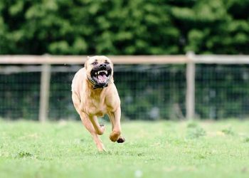 Alldaynews.gr Φάρσαλα: Πατέρας και γιος ελευθέρωσαν τα πιτ μπουλ για να «κατασπαράξουν» τεχνικούς της ΔΕΗ