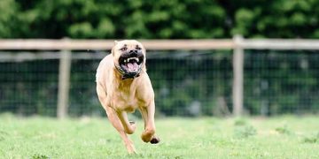 Alldaynews.gr Φάρσαλα: Πατέρας και γιος ελευθέρωσαν τα πιτ μπουλ για να «κατασπαράξουν» τεχνικούς της ΔΕΗ