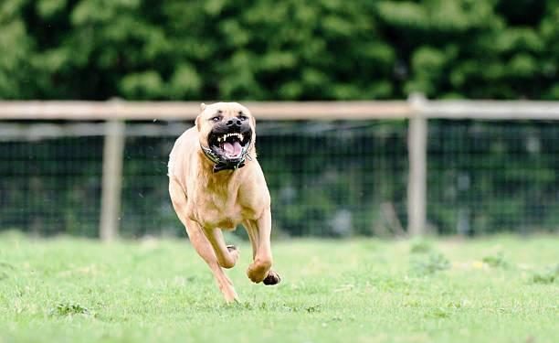 Alldaynews.gr Φάρσαλα: Πατέρας και γιος ελευθέρωσαν τα πιτ μπουλ για να «κατασπαράξουν» τεχνικούς της ΔΕΗ