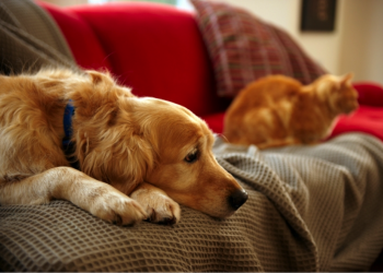 Κορονοϊός και Καραντίνα: Έχεις κατοικίδιο στο σπίτι; Πρέπει να το διαβάσεις