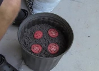 Κόβει σε φέτες μια ντομάτα και τη φυτεύει σε γλάστρα. Δείτε γιατί θα το κάνετε αμέσως (video)