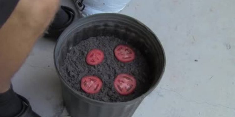 Κόβει σε φέτες μια ντομάτα και τη φυτεύει σε γλάστρα. Δείτε γιατί θα το κάνετε αμέσως (video)