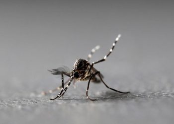 Μεταδίδεται από τα κουνούπια ο κορωνοϊός; – Η αλήθεια που πρέπει να ξέρετε