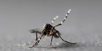 Μεταδίδεται από τα κουνούπια ο κορωνοϊός; – Η αλήθεια που πρέπει να ξέρετε