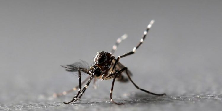 Μεταδίδεται από τα κουνούπια ο κορωνοϊός; – Η αλήθεια που πρέπει να ξέρετε