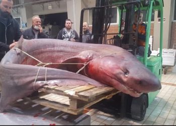 Καβάλα: Πήγαν για ψάρεμα και έπιασαν αυτό το Τέρας![photos]