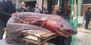 Καβάλα: Πήγαν για ψάρεμα και έπιασαν αυτό το Τέρας![photos]