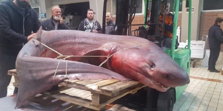 Καβάλα: Πήγαν για ψάρεμα και έπιασαν αυτό το Τέρας![photos]