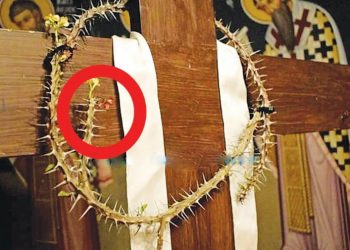 Άνθισε το ξερό στεφάνι που είχε τοποθετηθεί στον Εσταυρωμένο στην εκκλησία της Παναγίας Φανερωμένης στη Φωκίδα