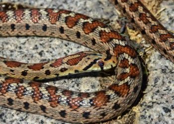 Αγρίνιο: Σκότωσε φίδι στην αυλή του και πέθανε από ανακοπή