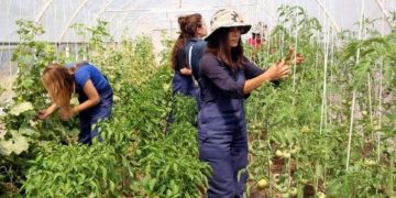 Alldaynews.gr Εργασία ΑΜΕΣΑ! Τα ελληνόπουλα να πάνε να δουλέψουν στα χωράφια – Δεν είναι ντροπή, ντροπή είναι τα επιδόματα-ελεημοσύνη