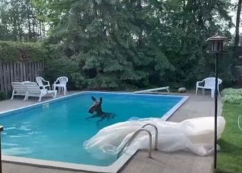 Αλκη βρέθηκε να κολυμπάει σε πισίνα κατοικίας – Έκπληκτοι οι ιδιοκτήτες και η γειτονιά[video]