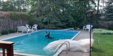 Αλκη βρέθηκε να κολυμπάει σε πισίνα κατοικίας – Έκπληκτοι οι ιδιοκτήτες και η γειτονιά[video]