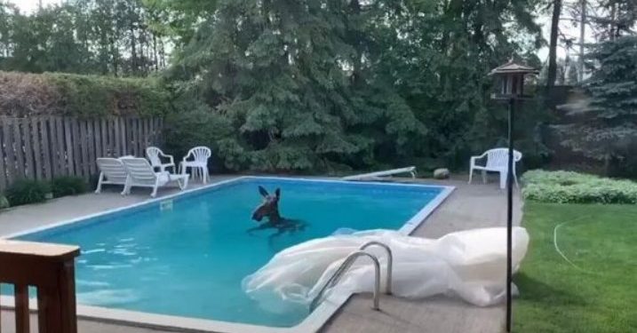 Αλκη βρέθηκε να κολυμπάει σε πισίνα κατοικίας – Έκπληκτοι οι ιδιοκτήτες και η γειτονιά[video]