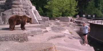 Alldaynews.gr Μεθυσμένος, μπαίνει σε κλουβί αρκούδας στο ζωολογικό κήπο και επιχειρεί να πνίξει το ζώο (Video)