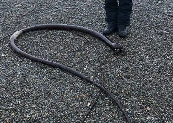 Τραγωδία στο Αγρίνιο: Σκότωσε φίδι στην αυλή του και μετά πέθανε από ανακοπή