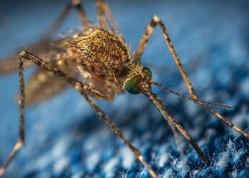 Κορωνοϊός: Μεταδίδεται από το τσίμπημα των κουνουπιών; Η απάντηση του Σύψα