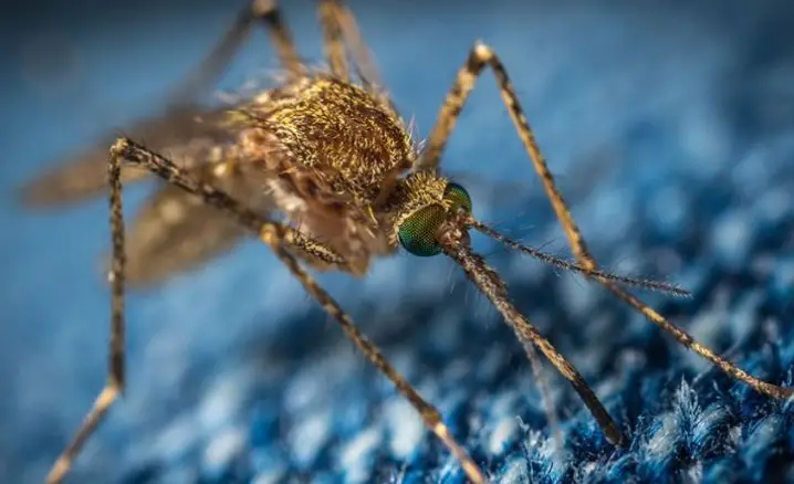 Τέλος τα Κουνούπια-Αυτός είναι ο Εχθρός τους και έρχεται απο τη Φύση