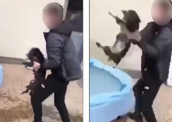 Απίστευτη κακοποίηση ζώου: Πιάνουν το κουτάβι και το εκσφεντονίζουν με δύναμη στον τοίχο (Video)