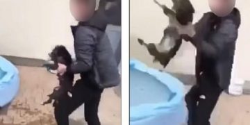 Alldaynews.gr Απίστευτη κακοποίηση ζώου: Πιάνουν το κουτάβι και το εκσφεντονίζουν με δύναμη στον τοίχο (Video)