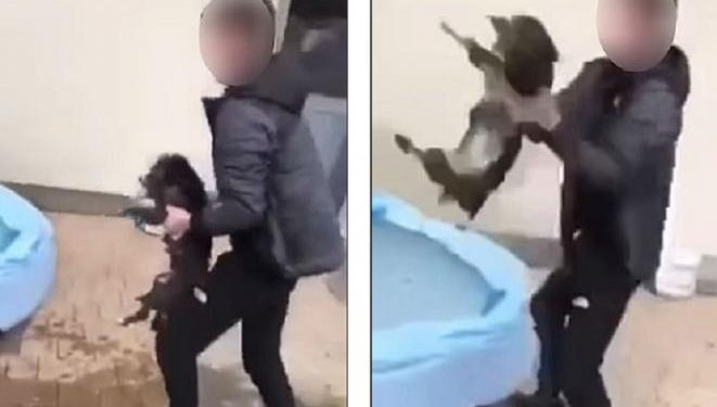 Alldaynews.gr Απίστευτη κακοποίηση ζώου: Πιάνουν το κουτάβι και το εκσφεντονίζουν με δύναμη στον τοίχο (Video)