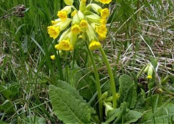 Γιατί οι Αλβανοί κυνηγούν το «λουλούδι του Δαρβίνου» στην Καστοριά – Το μυστικό του φυτού