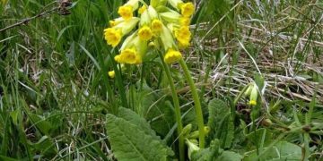 Γιατί οι Αλβανοί κυνηγούν το «λουλούδι του Δαρβίνου» στην Καστοριά – Το μυστικό του φυτού