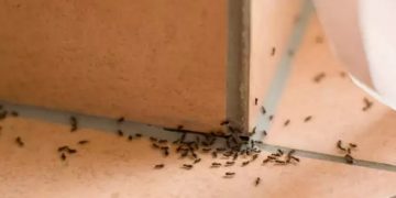 Alldaynews.gr Καλοκαίρι: Το κόλπο για να εξαφανίσετε τα μυρμήγκια από το σπίτι