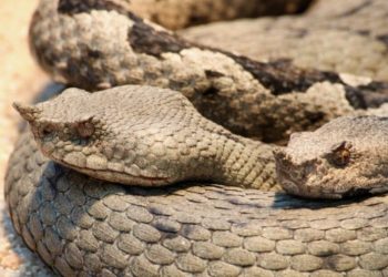 Alldaynews.gr Σκότωσε τη γυναίκα του με δυο δηλητηριώδη φίδια
