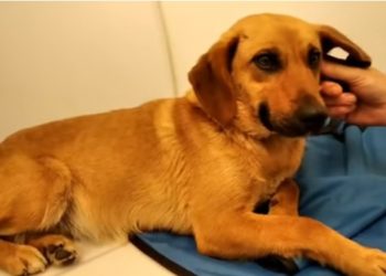 85χρονος βίασε σκυλίτσα στο Αίγιο! Το πιστοποίησε ο κτηνίατρος!