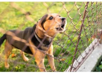 Μυτιλήνη: Πρόστιμο 500 ευρώ επειδή γάβγιζε ο σκύλος του