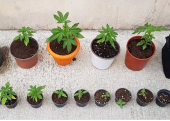 61χρονος πήρε την αστυνομία επειδή πιτσιρικάδες του έκλεψαν γλάστρες με κάνναβη